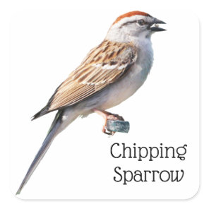 Chipping Sparrow Square Sticker