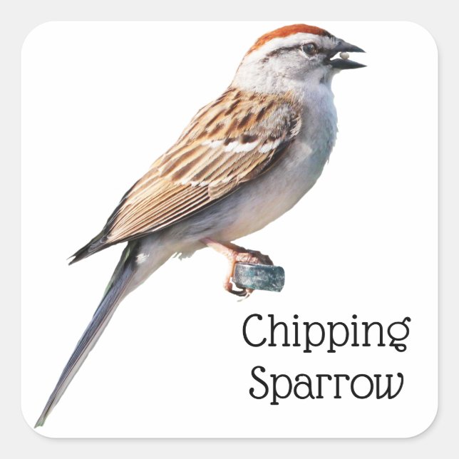 Chipping Sparrow Square Sticker (Front)