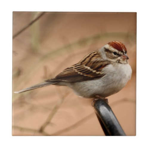 Chipping Sparrow Tile