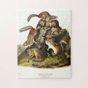 Chipping Squirrel ( Eastern Chipmunk ) by Audubon Jigsaw Puzzle