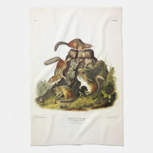 Chipping Squirrel ( Eastern Chipmunk ) by Audubon Kitchen Towel