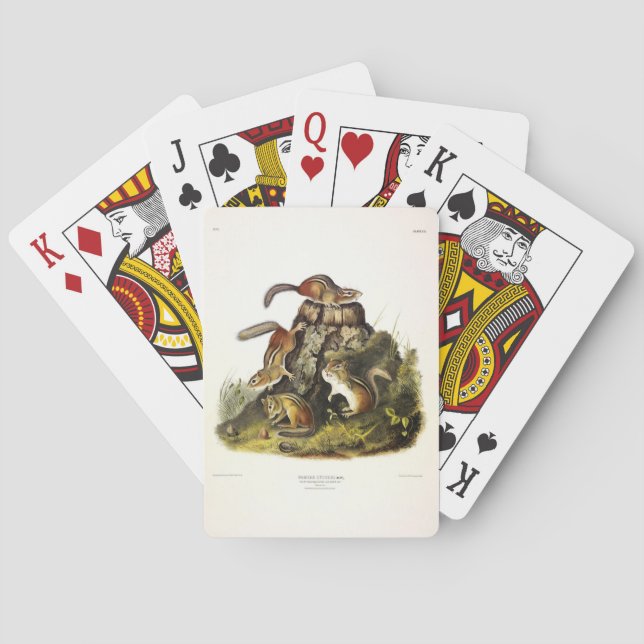 Chipping Squirrel ( Eastern Chipmunk ) by Audubon Poker Cards (Back)