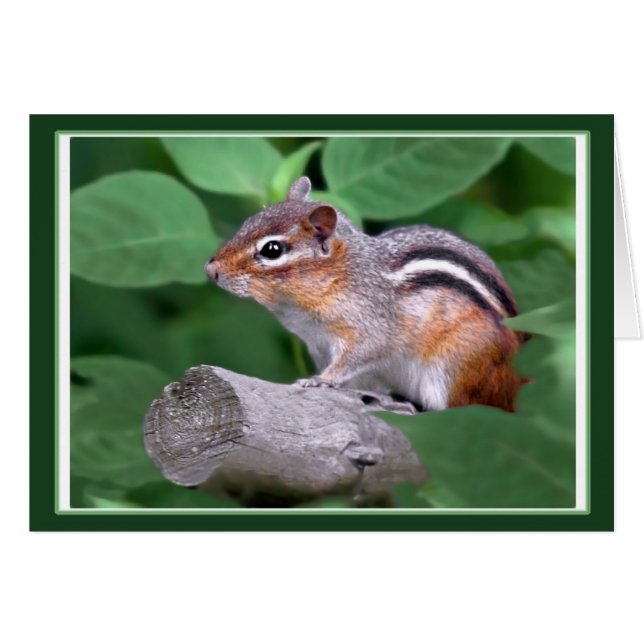 Chippy The Chipmunk Cards (Front Horizontal)