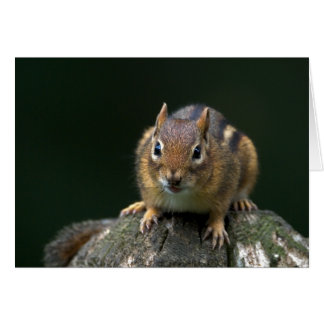 Chippy The Chipmunk Cards