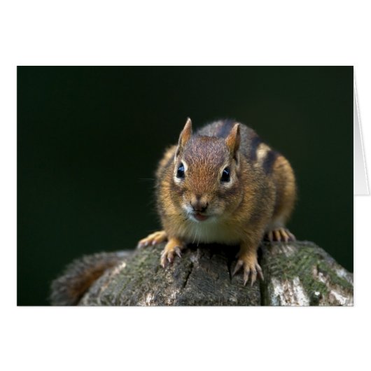 Chippy The Chipmunk Cards (Front Horizontal)