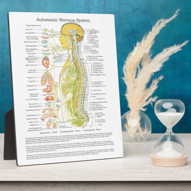 Chiropractic Autonomic Nervous System Easel Plaque (Side)