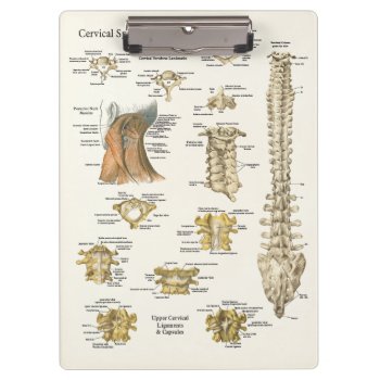 Chiropractic Cervical Spine Anatomy Clipboard by AcupunctureProducts at Zazzle
