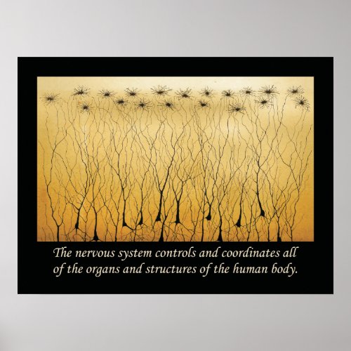 Chiropractic Quotes Nervous System Poster