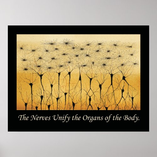 Chiropractic Quotes Nervous System Poster