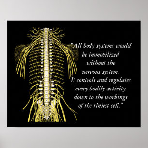 Chiropractic Quotes & Sayings Nerves Poster