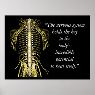 Chiropractic Quotes & Sayings Nervous System Poster