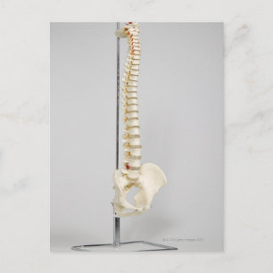 Chiropractic skeleton postcard