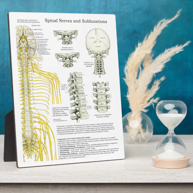 Chiropractic Spinal Nerves Subluxations Easel Plaque | Zazzle