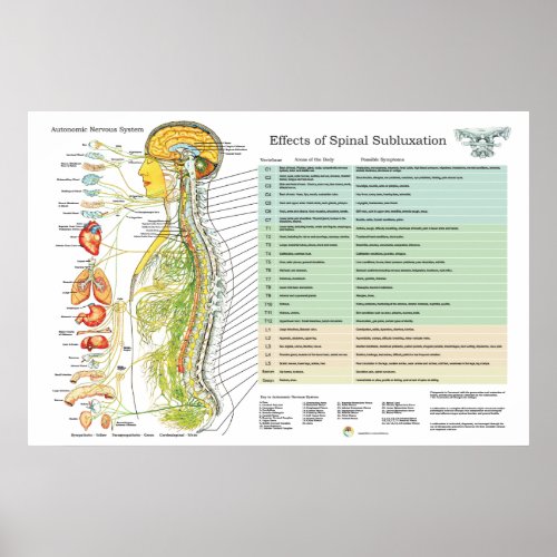 Chiropractic Subluxation Spinal Nerves ANS Chart