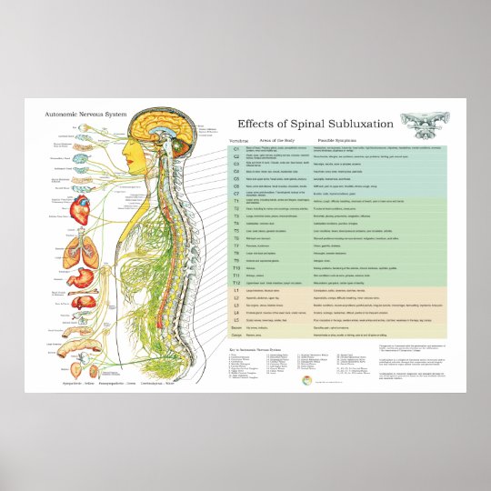 Chiropractic Spinal Nerve Chart