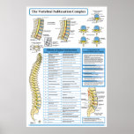 Chiropractic Vertebral Subluxation Complex Poster at Zazzle