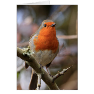 Chirpy Robin Cards