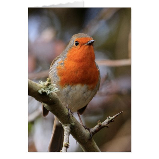 Chirpy Robin Cards (Front)