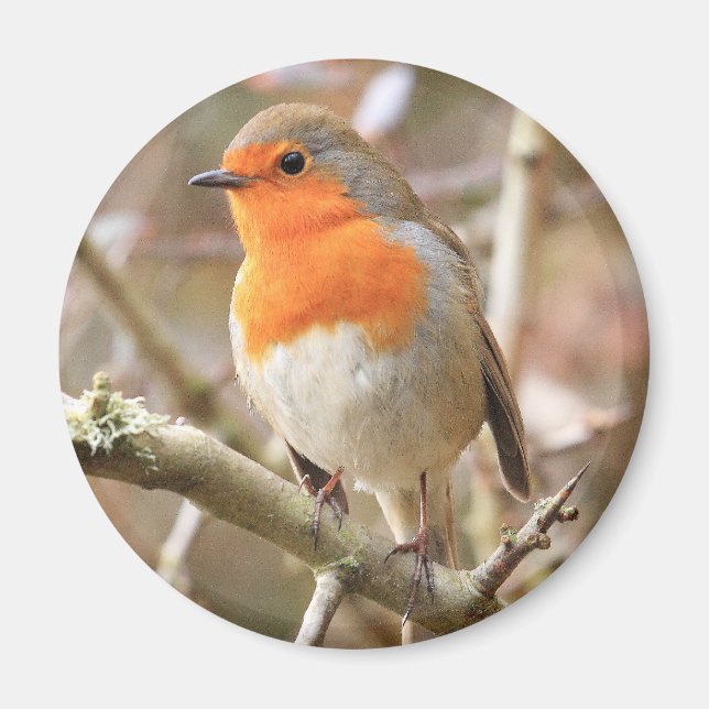 Chirpy Robin Magnet (Front)