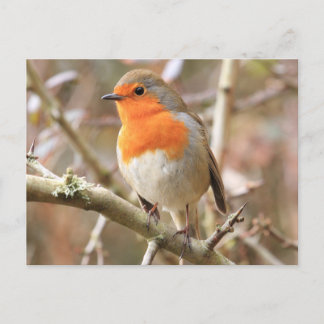 Chirpy Robin Postcard