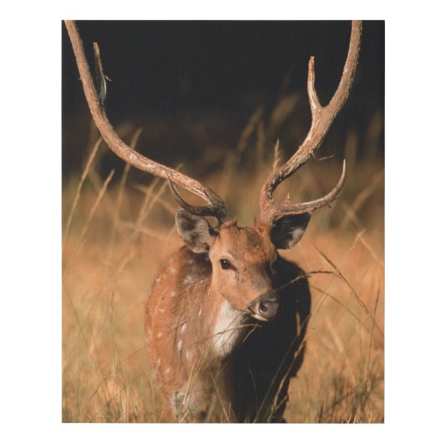 Chital Natural Habitat | Bandhavgar National Park Faux Canvas Print (Front)