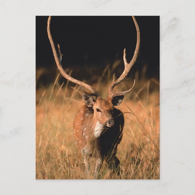 Chital Natural Habitat | Bandhavgar National Park Postcard (Front)