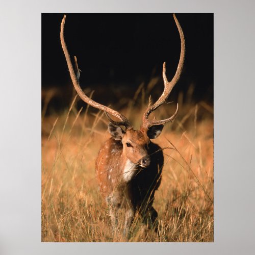 Chital Natural Habitat  Bandhavgar National Park Poster