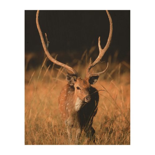 Chital Natural Habitat  Bandhavgar National Park Wood Wall Art