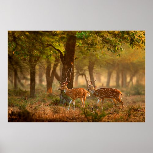 Chital or cheetal Axis axis spotted deers or axi Poster