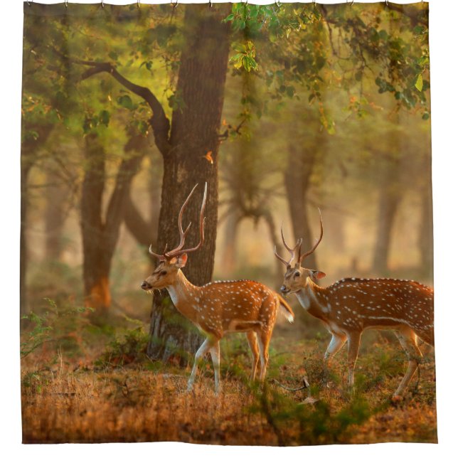 Chital or cheetal, Axis axis, spotted deers or axi Shower Curtain (Front)