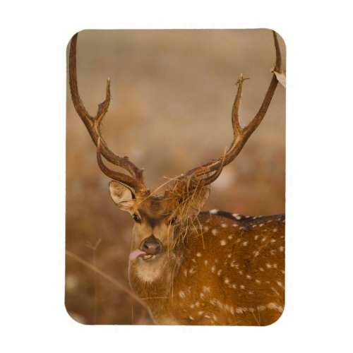 Chital or Cheetal Spotted Deer male grazing Magnet