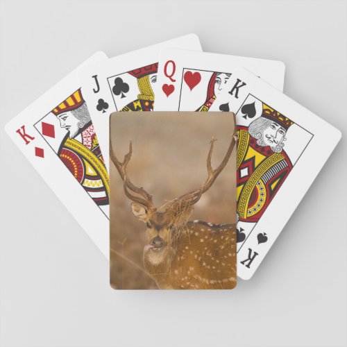 Chital or Cheetal Spotted Deer male grazing Poker Cards