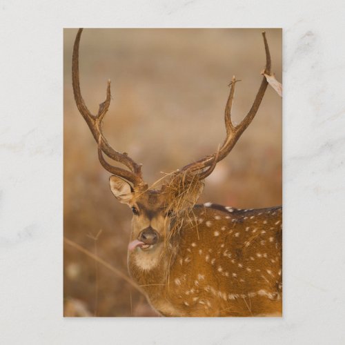 Chital or Cheetal Spotted Deer male grazing Postcard
