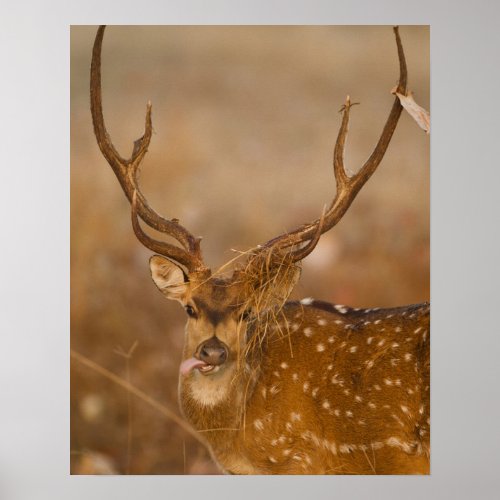 Chital or Cheetal Spotted Deer male grazing Poster