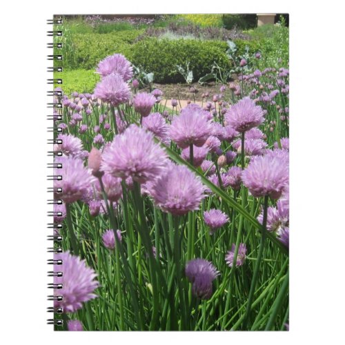 Chive Blossoms Notebook