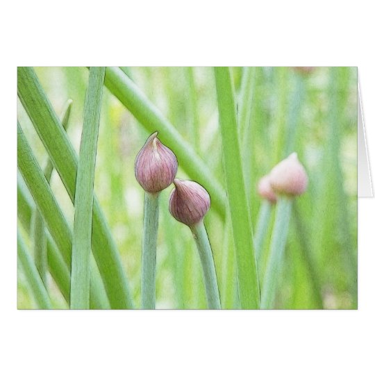 Chive Flower Buds Card