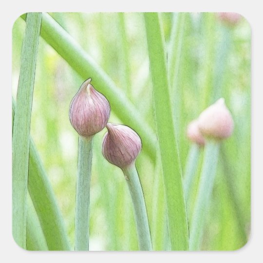 Chive Flower Buds Square Sticker