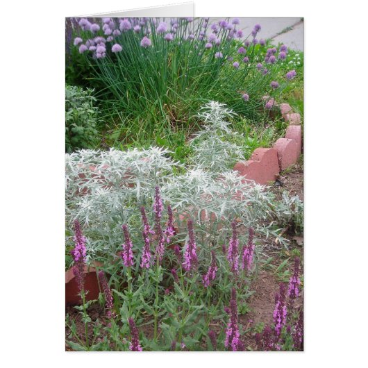 chives,artemesia & salvia (Front)
