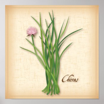 Chives Herb Poster by pomegranate_gallery at Zazzle