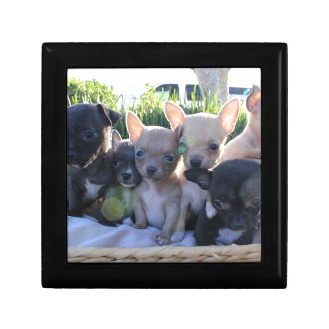 Chiwawa Puppies Gift Box (Front)
