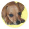 Chiweenie Sticker