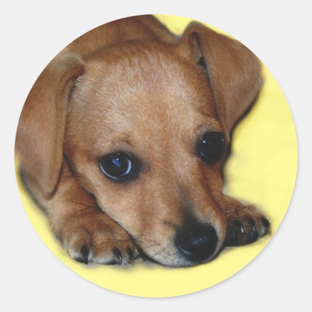 Chiweenie Sticker (Front)