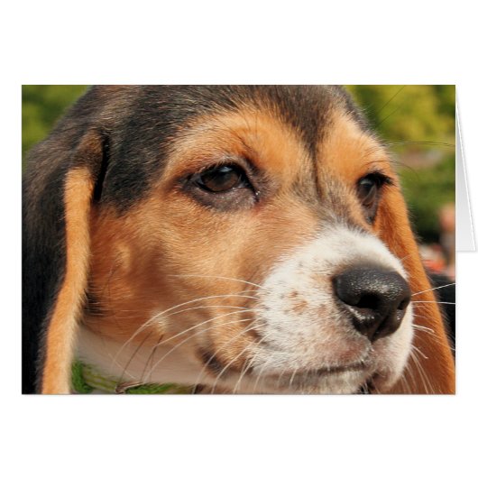 Chloe - Beagle Photo-19 Cards (Front Horizontal)