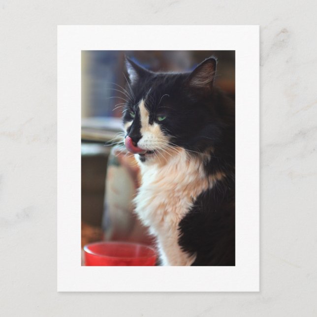 Chloe Licks Postcard (Front)