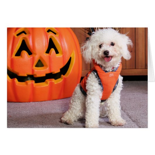 Chloe - Poochon - Photo-10 Cards (Front Horizontal)