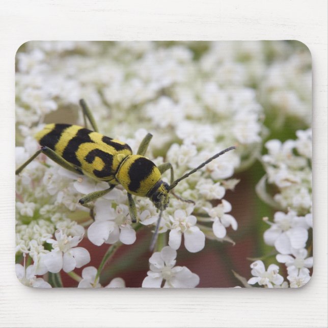 Chlorophorus varius mouse pad (Front)
