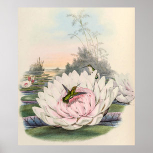 Chlorostilbon Portmanni by John Gould Poster