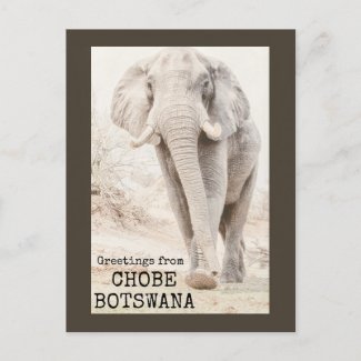 Chobe Botswana Elephant Postcard