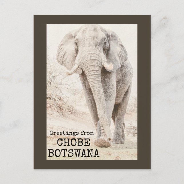Chobe Botswana Elephant Postcard (Front)