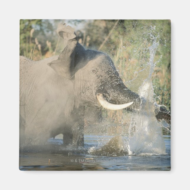 Chobe River, Botswana, Africa Magnet (Front)